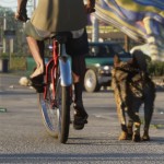 Cycles